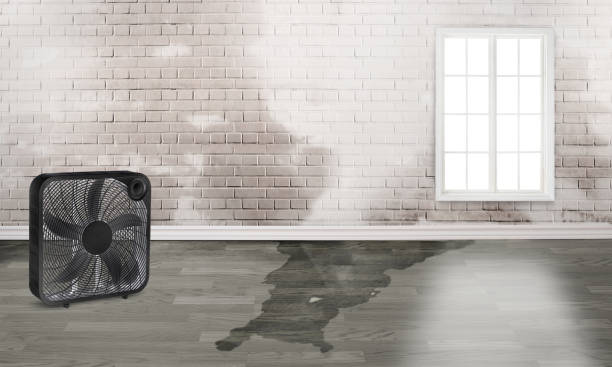 Best Carpet water damage restoration  in Lincolnton, GA